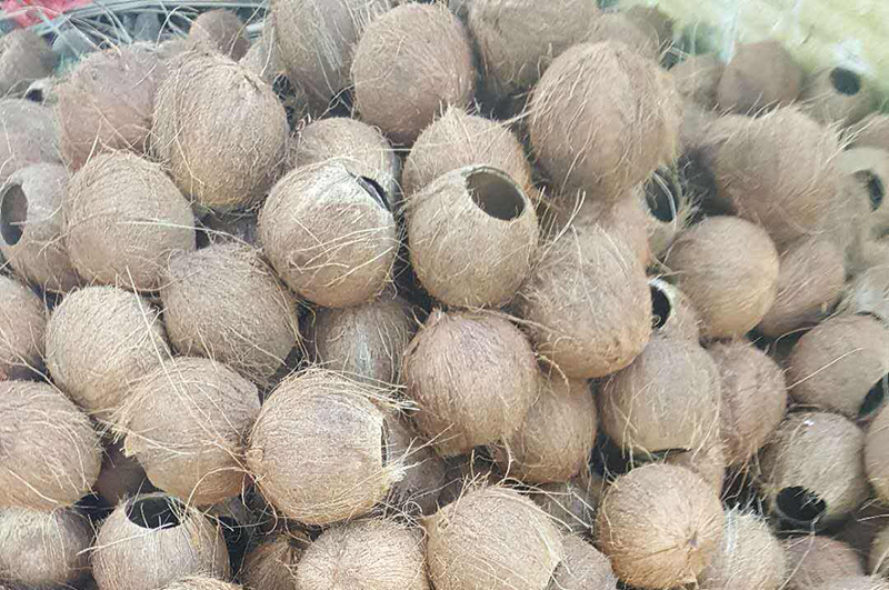廢棄的椰殼都能做什么用呢？