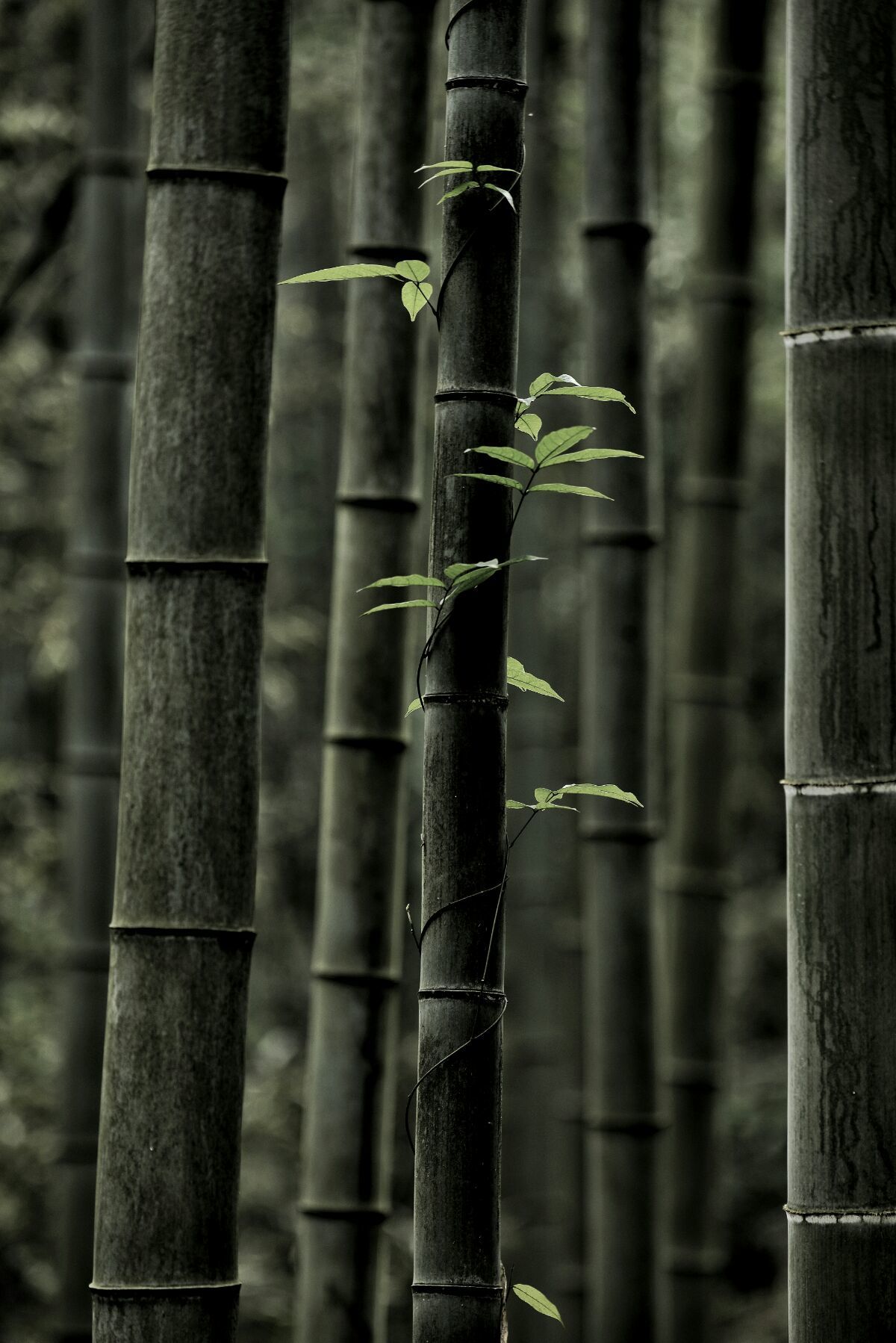 <strong>碳化竹子：從廢棄物到肥沃之源，滋養(yǎng)糯米茁壯成長</strong>